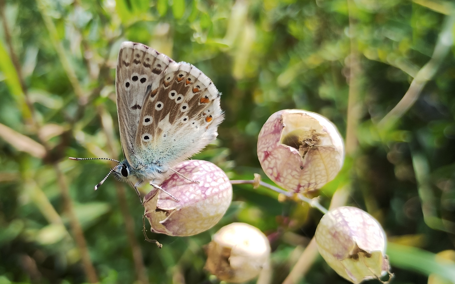 Safari Corazón Verde — foto 42